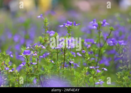 Brazilian Snapdragon or Amazon Blue flower are blooming on tree in the winter garden. Stock Photo