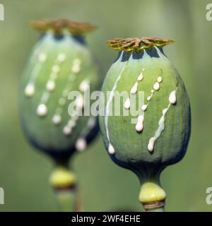 Detail of opium poppy heads, in latin papaver somniferum, immature poppy head with drops of opium milk latex Stock Photo