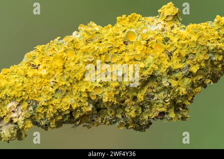 close up of Xanthoria parientina lichen, growing on branch of shrub, Norfolk, United Kingdom Stock Photo