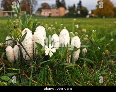 White mushrooms and a white flower (white campion or Silene latifolia) in a meadow Stock Photo