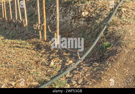 Irrigation pipes in the vineyards of Priorat running along the terraced rows Stock Photo