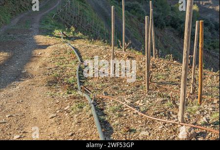 Irrigation structure across multiple rows of vines on the terraced vineyards of Priorat in Spain Stock Photo