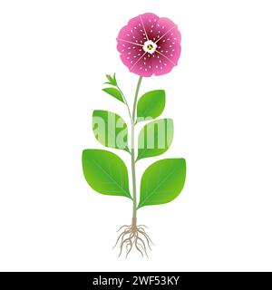 Petunia plant with roots on a white background. Stock Vector