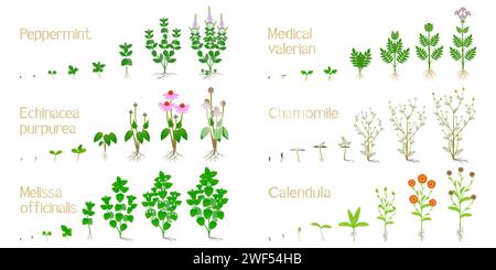 Set of growth cycles of medicinal plants on a white background. Stock Vector