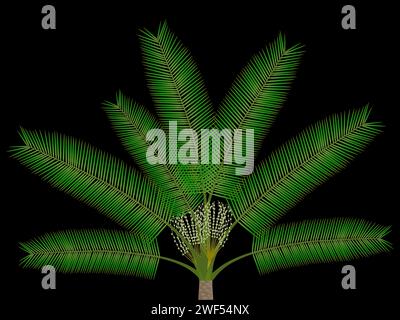 Date palm with flowers on a black background. Stock Vector