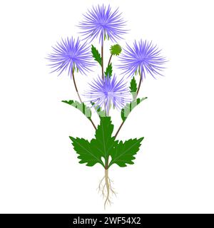 Aster plant with flowers and roots on a white background. Stock Vector