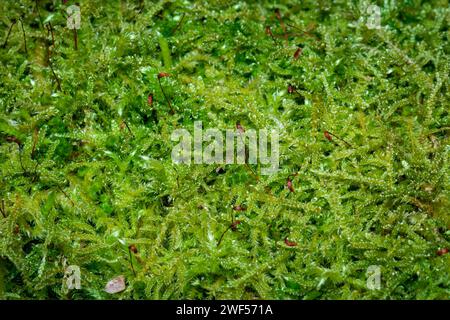 A macro closeup of moss growing on an old tree trunk. Photographed at Tunstall Hills, Sunderland, North East England Stock Photo