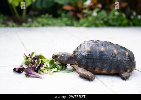 Juvenile red footed tortoise eating greens. Chelonoidis carbonarius Stock Photo