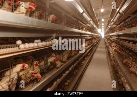 egg factory plant agriculture poultry chicken farm Stock Photo