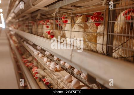 egg factory plant agriculture poultry chicken farm Stock Photo