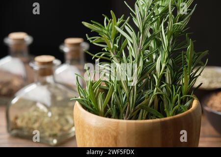 Mortar of fresh rosemary medicinal herbs. Bottles of dry herbs for preparing healing infusions, bowls of medicinal plants on background. Alternative h Stock Photo