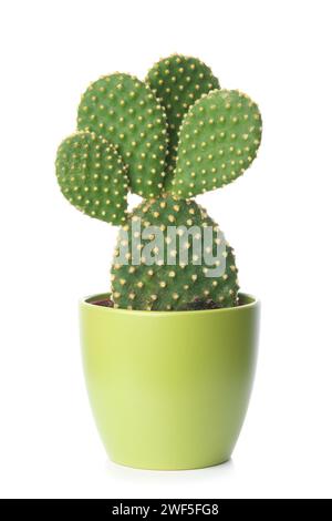 Prickly pear, opuntia cactus in a green pot on a white background. Stock Photo
