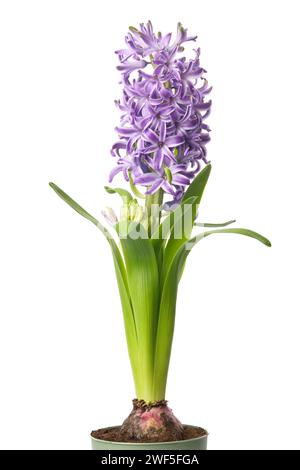 Blue hyacinthus flower in pot. Potted hyacinth isolated on white background. Stock Photo