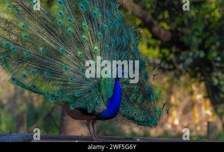 Peacock or male peafowl dancing during courtship and displaying beautiful colors in nature Stock Photo