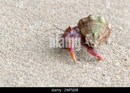 Land hermit crab (Coenobita clypeatus) running on sand beach, Cahuita, Costa Rica Stock Photo