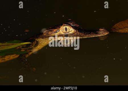 The Spectacled Caiman (Caiman crocodilus) close up, La Laguna Del Lagarto Lodge, Costa Rica Stock Photo