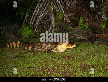 The Spectacled Caiman (Caiman crocodilus) close up, La Laguna Del Lagarto Lodge, Costa Rica Stock Photo