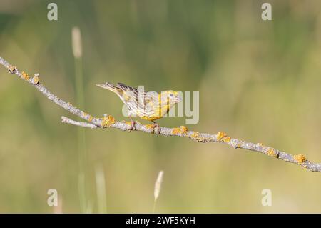 Male European Serin (Serinus serinus) standing on a branch. Gradient background. Small yellow coloured songbird. Stock Photo