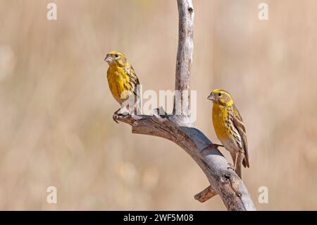 Male European Serin (Serinus serinus) standing on a branch. Small yellow coloured songbird. Stock Photo