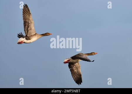 Greylag Geese in flight at the Arundel Wetlands Stock Photo