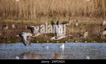 Greylag Geese in flight at the Arundel Wetlands Stock Photo