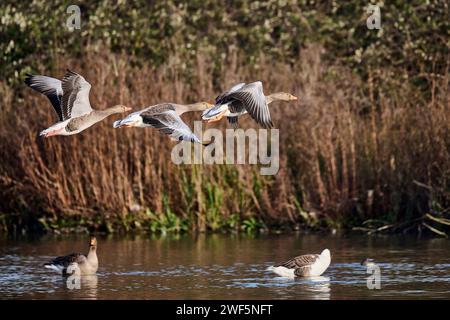 Greylag Geese in flight at the Arundel Wetlands Stock Photo