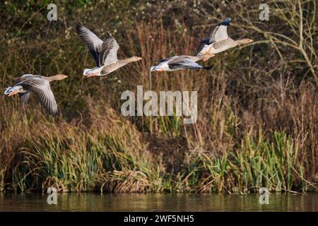 Greylag Geese in flight at the Arundel Wetlands Stock Photo