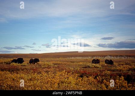 muskox, Ovibos moschatus, in fall colors on the central Arctic coastal plain, North Slope of the Brooks Range, Alaska Stock Photo