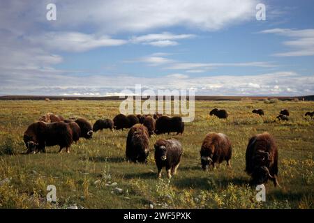 muskox, Ovibos moschatus, herd on the central Arctic coastal plain, North Slope of the Brooks Range, Alaska Stock Photo