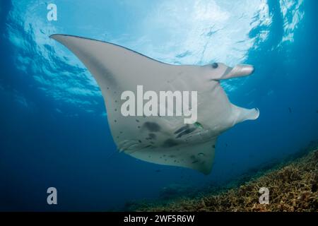 Reef manta ray, Mobula alfredi, Yap, Micronesia. This species was previously Manta alfredi. Stock Photo