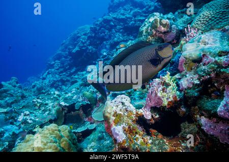 This is the usual color for a bignose unicornfish, Naso vlamingii. The previous image, R13602, is of the same individual a moment later at the same cl Stock Photo