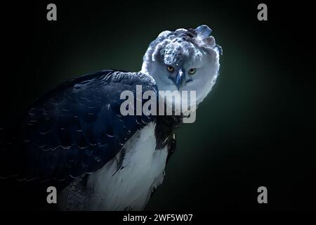 Harpy Eagle (Harpia harpyja) - Bird of Prey Stock Photo