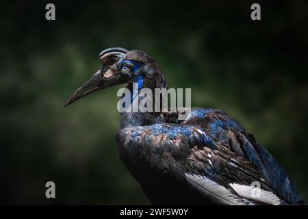Female Abyssinian Ground Hornbill (Bucorvus abyssinicus) Stock Photo