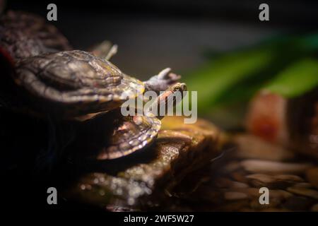 Red-eared Slider turtle (Trachemys scripta elegans) hatchling Stock Photo