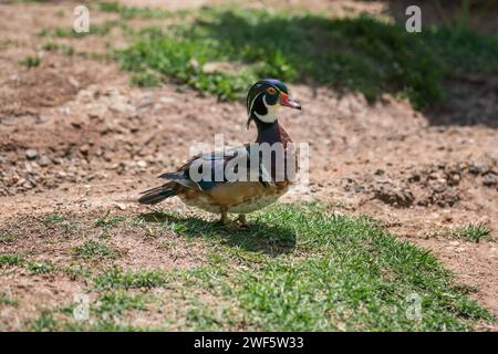 Male Wood Duck (Aix sponsa) or Carolina Duck Stock Photo