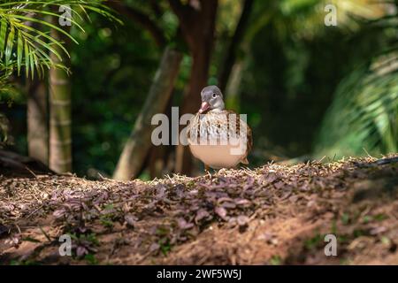 Female Wood Duck (Aix sponsa) or Carolina Duck Stock Photo