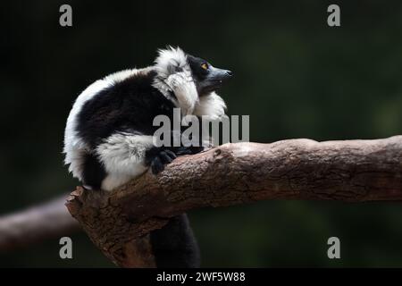 Black-and-white Ruffed Lemur (Varecia variegata) - Madagascar Primate Stock Photo