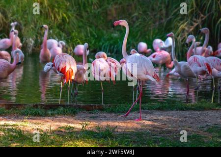 Greater Flamingo bird (Phoenicopterus roseus) Stock Photo
