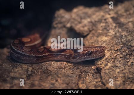Brazilian Rainbow Boa snake (Epicrates assisi) Stock Photo