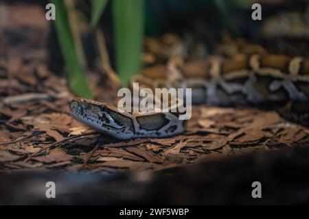 Burmese Python snake (Python bivittatus) Stock Photo