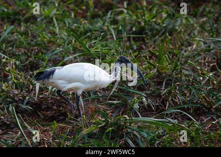 African Sacred Ibis (Threskiornis aethiopicus) Stock Photo