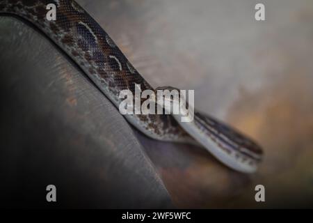 Eastern Rainbow Boa snake (Epicrates crassus) Stock Photo