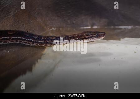 Eastern Rainbow Boa snake (Epicrates crassus) Stock Photo