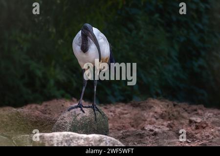 African Sacred Ibis (Threskiornis aethiopicus) Stock Photo