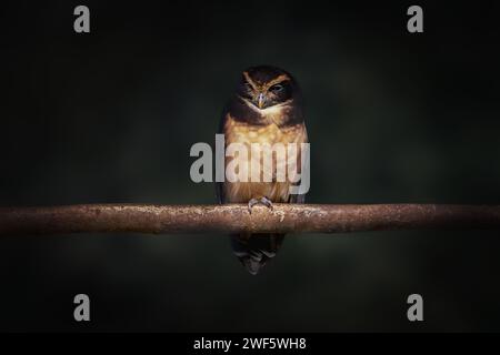 Tawny-browed Owl (Pulsatrix koeniswaldiana) bird Stock Photo