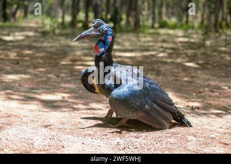 Abyssinian Ground Hornbill (Bucorvus abyssinicus) Stock Photo