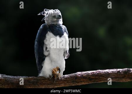 The Harpy Eagle (Harpia harpyja) is the largest, most powerful