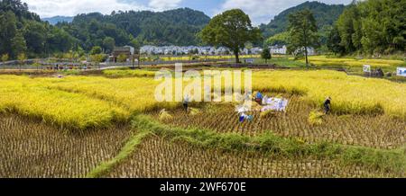 Autumn Harvest in Baiyu Village, Pingnan, Fujian Stock Photo