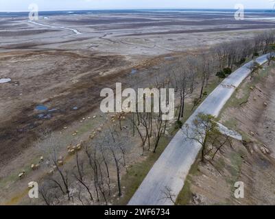 Elk in the Yellow Sea Wetland Protection Area of Yancheng, Jiangsu Province Stock Photo