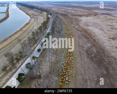 Elk in the Yellow Sea Wetland Protection Area of Yancheng, Jiangsu Province Stock Photo